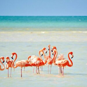 isla holbox2
